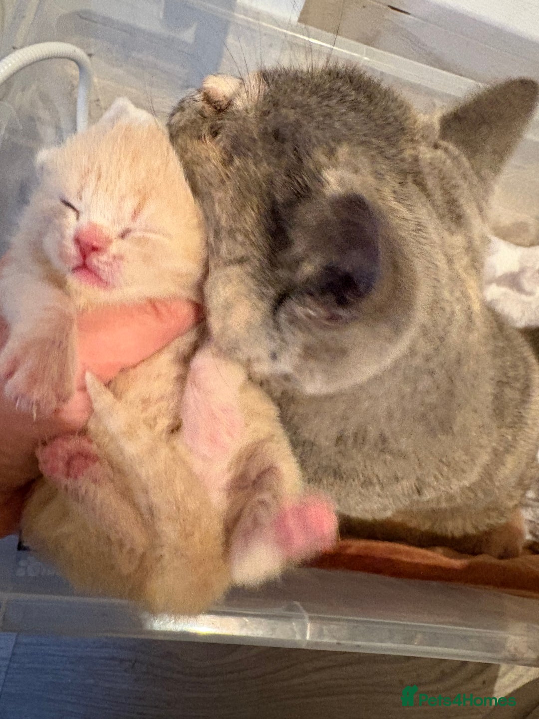 British Shorthair cats for sale: GCCF British shorthair kittens cream boys x2 - Advert 11