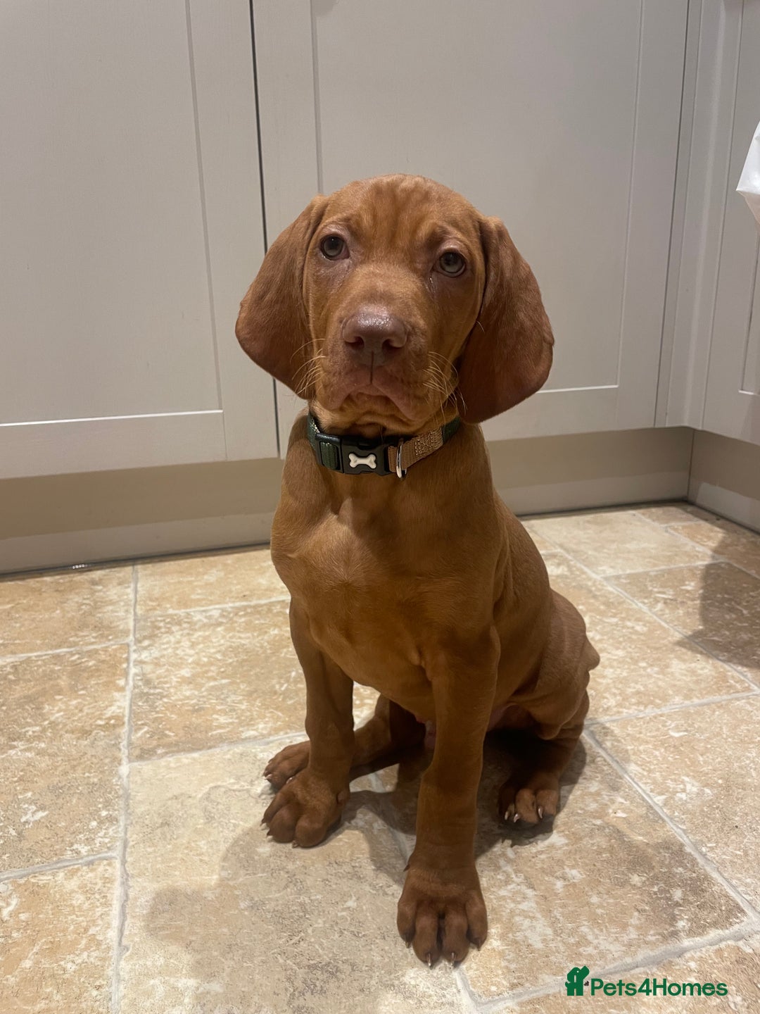 Hungarian Vizsla dogs for sale: 1 male KC registered Hungarian Vizla for sale  - Advert 15