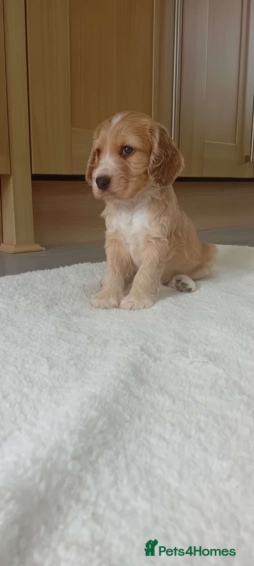 Cocker Spaniel dogs for sale: QUALITY COCKER SPANIAL PUPPIES VARIOUS COLOURS - Image 11