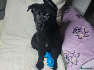 German Shepherd dogs German shepherd puppies - Advert 5