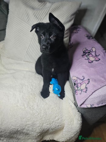 German Shepherd dogs German shepherd puppies - Advert 3