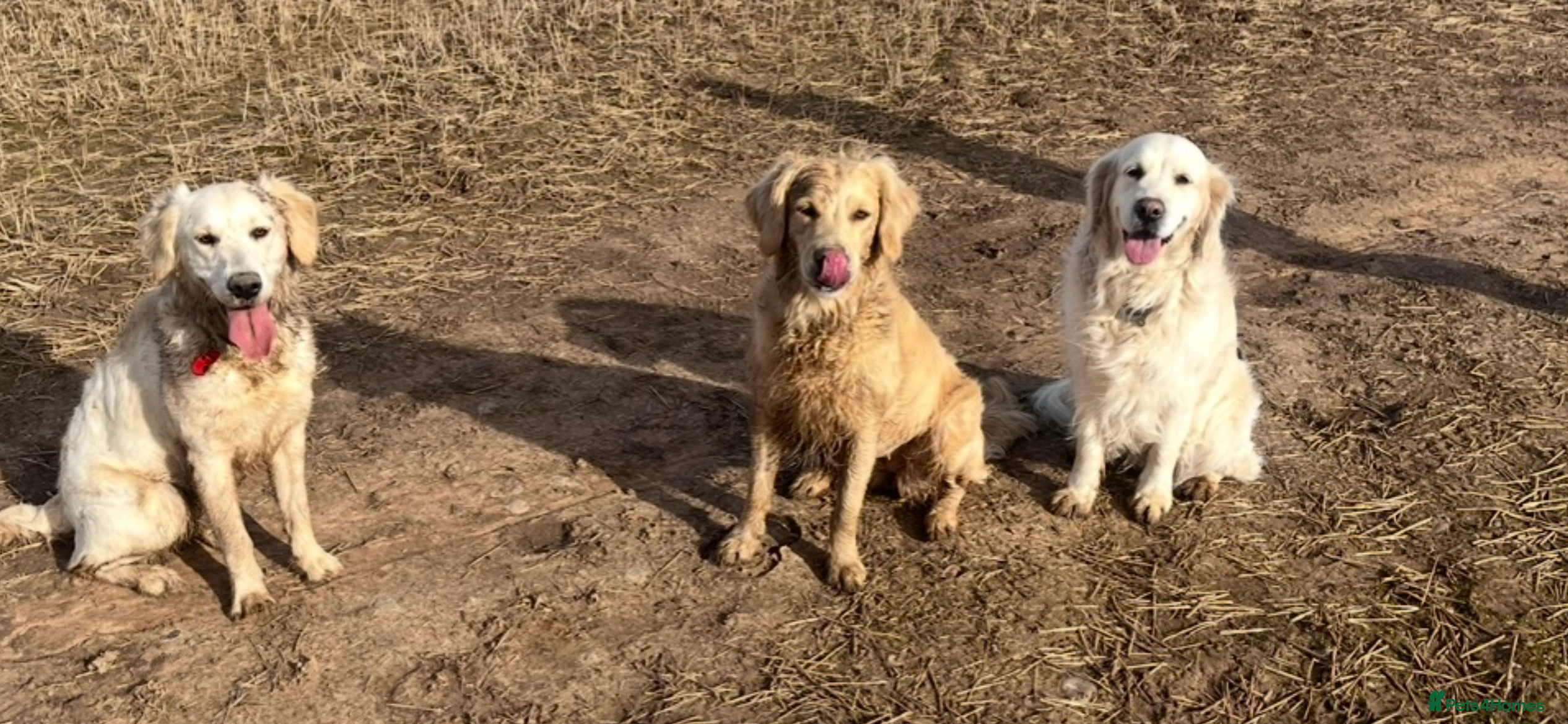 Golden Retriever dogs DOG SHARE WANTED DERBYSHIRE  - Advert 1