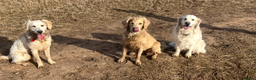 Golden Retriever dogs for sale: DOG SHARE WANTED DERBYSHIRE  - Advert 1