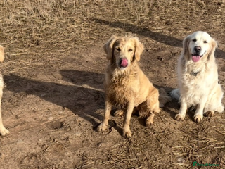 Golden Retriever dogs DOG SHARE WANTED DERBYSHIRE - Advert 11