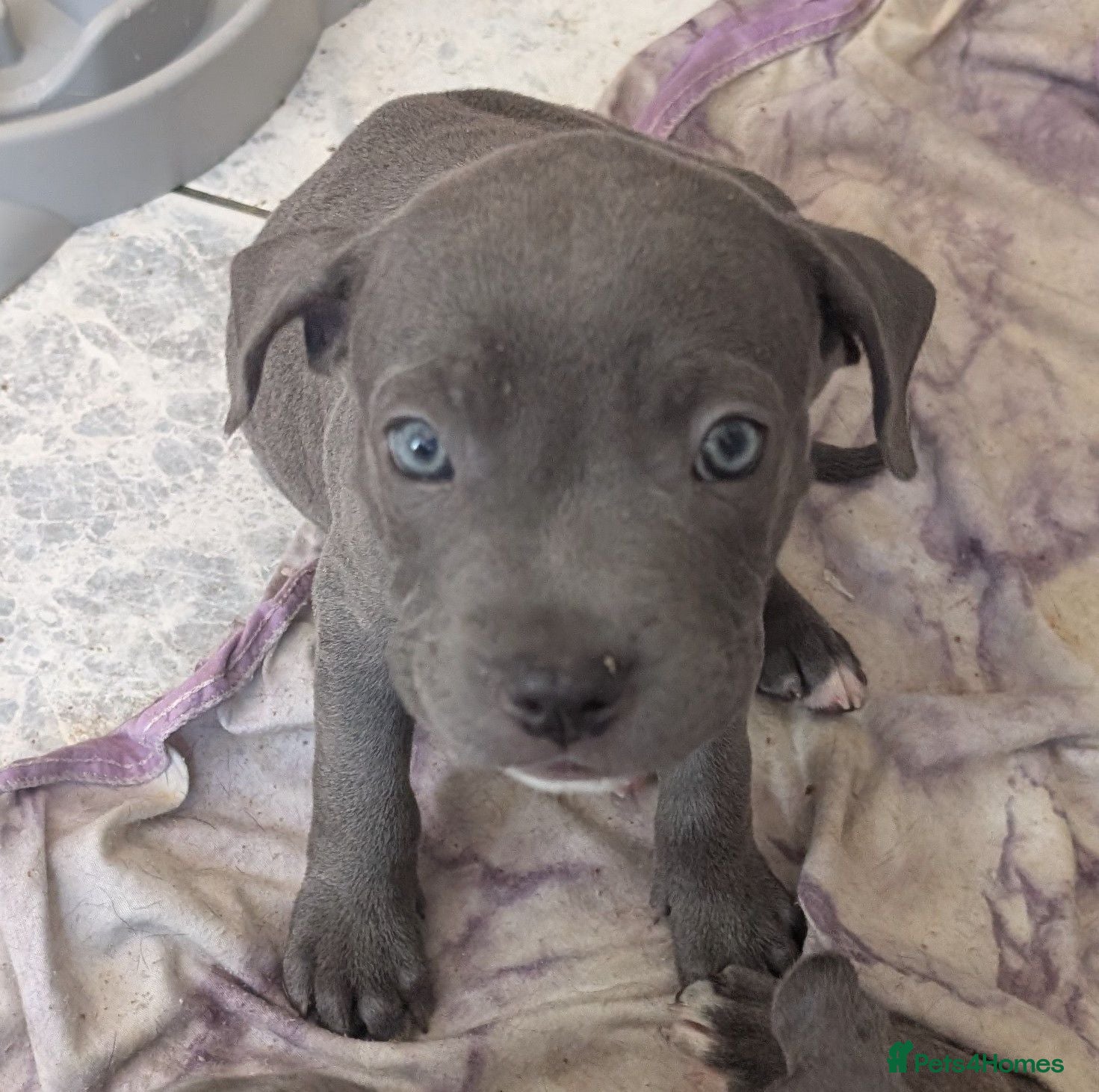 Mixed Breed dogs Ready to leave Blue Staffordshire Bull Terrierpups - Advert 2