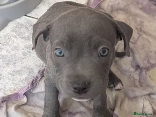 Mixed Breed dogs Ready to leave Blue Staffordshire Bull Terrierpups - Advert 2