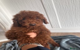 Maltipoo dogs for sale: Health tested rare coat red maltipoos for sale🐶!! - Image 12