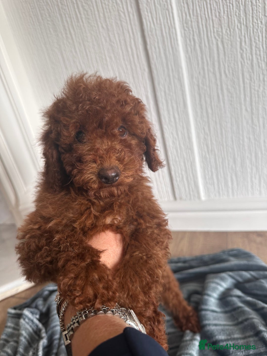 Maltipoo dogs for sale: Health tested rare coat red maltipoos for sale🐶!! - Image 12
