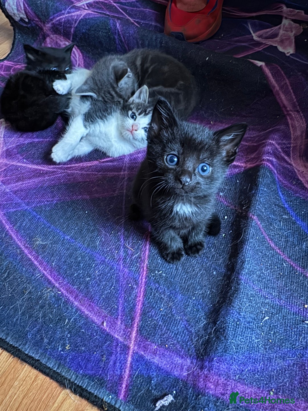 Mixed Breed cats for sale: 5 beautiful kittens - Advert 3