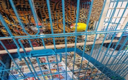 Parakeets birds for sale: Budgie for sale - Image 2