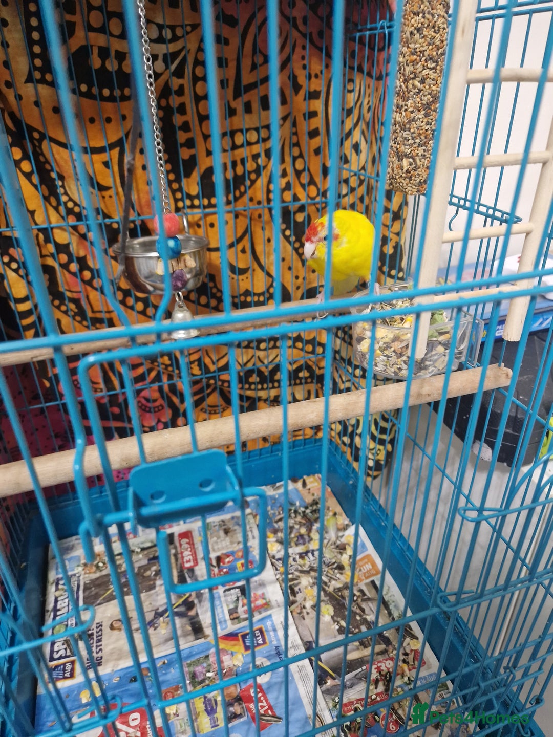 Parakeets birds for sale: Budgie for sale - Image 2