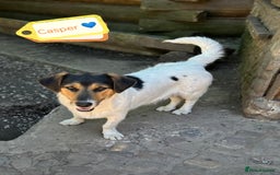 Mixed Breed dogs for adoption: 💙🐶 CASPER 🐶💙 - Image 20