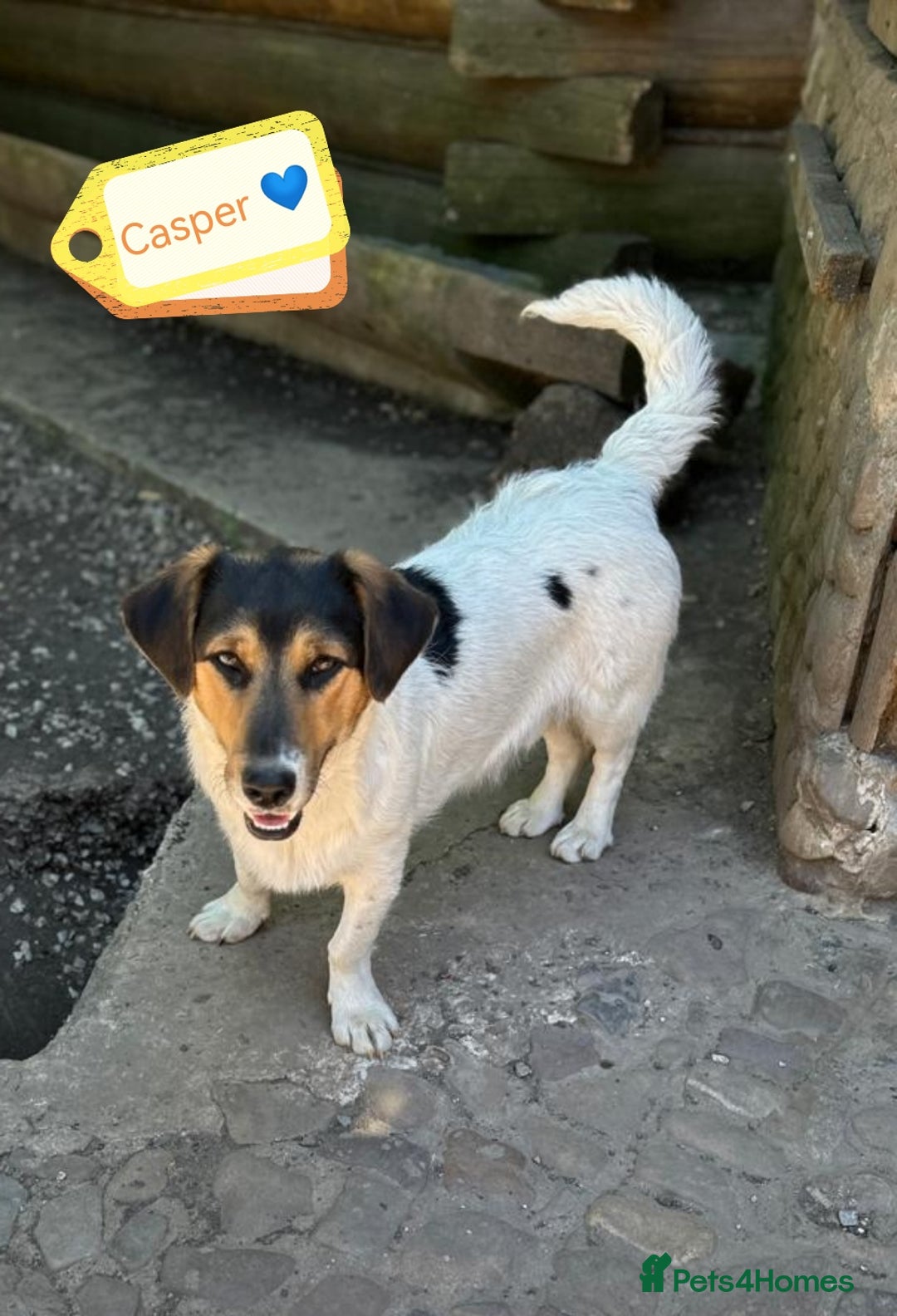 Mixed Breed dogs for adoption: 💙🐶 CASPER 🐶💙 - Image 20