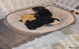 Bichon Frise dogs for sale: 2 Bichon puppies for sale  - Image 22