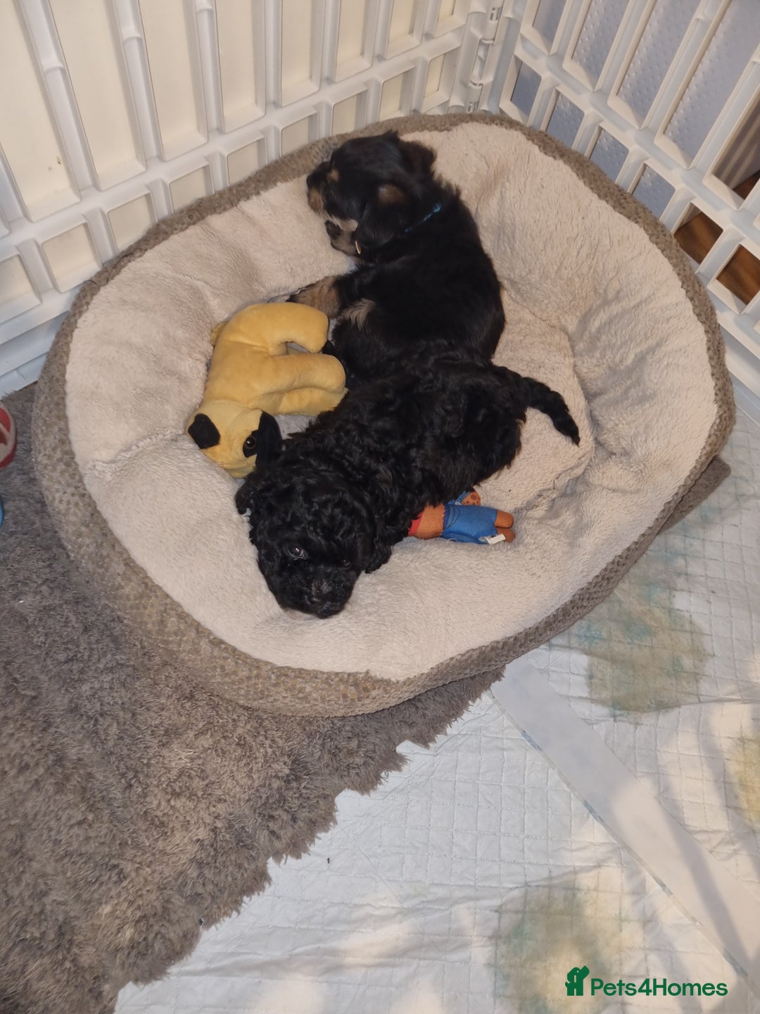 Bichon Frise dogs for sale: 2 Bichon puppies for sale  - Image 22