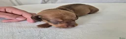 Miniature Dachshund dogs for sale: 🤎 Gorgeous Daxies_Mini Dachshunds 🤎 - Advert 23
