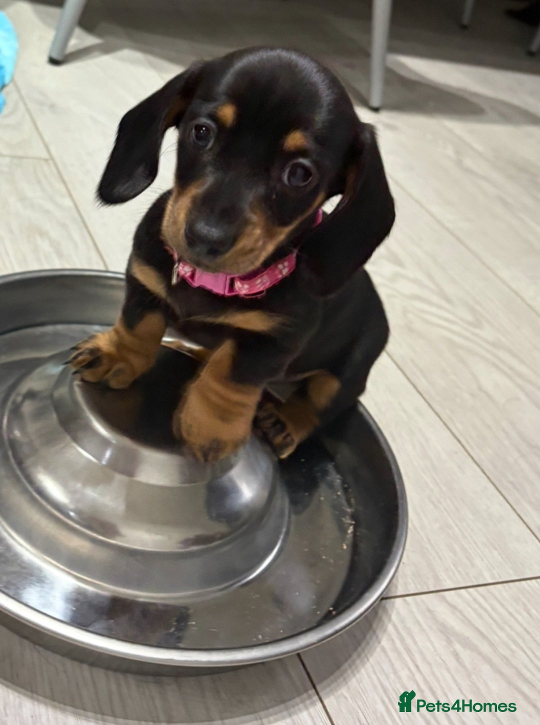 Miniature Dachshund dogs for sale: Miniature Dachshund Puppies  - Advert 1