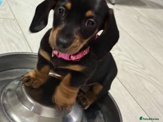 Miniature Dachshund dogs Miniature Dachshund Puppies - Advert 1