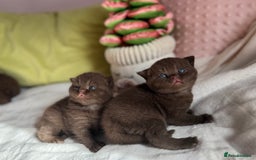 British Shorthair cats for sale: 😻Chocolate BSH boys✅ 👌GCCF reg, ready November  - Image 1
