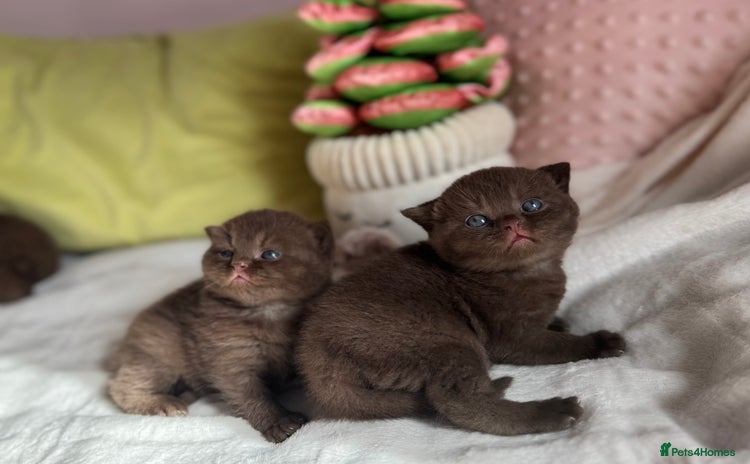 British Shorthair cats - Advert 3