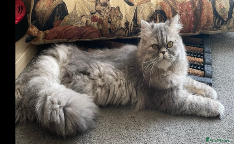 Persian cats - Advert 3