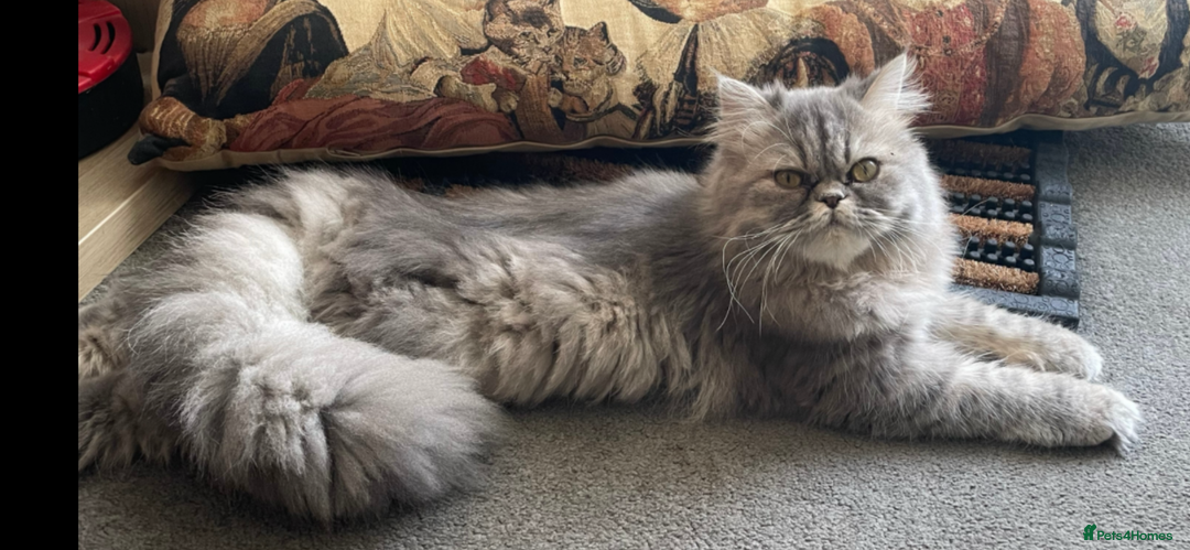 Persian cats for sale: Blue tabby 3 year old proven breeding queen  - Image 1
