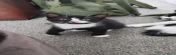 Mixed Breed cats for sale: Tuxedo black and white kittens - Advert 16