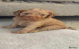 Cockapoo dogs for sale: F1 cockapoo puppies - Image 20