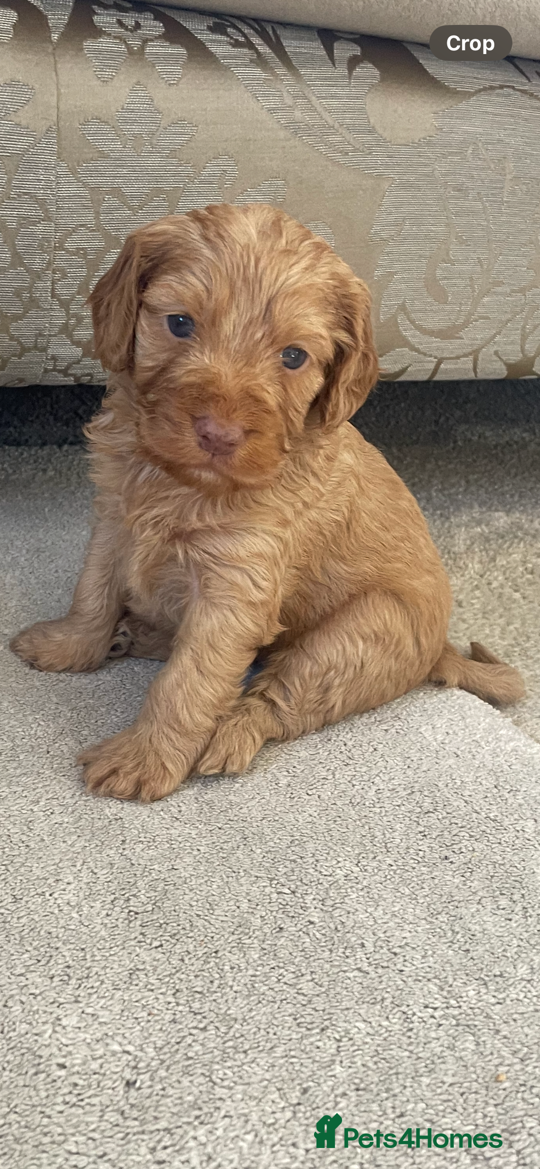 Cockapoo dogs for sale: F1 cockapoo puppies - Image 20