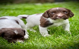 English Springer Spaniel dogs for sale: KC registered, English Springer Spaniel puppies  - Image 6