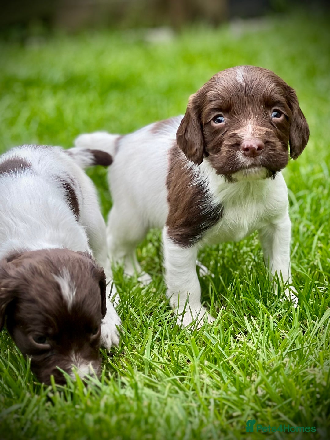 English Springer Spaniel dogs for sale: KC registered, English Springer Spaniel puppies  - Image 6