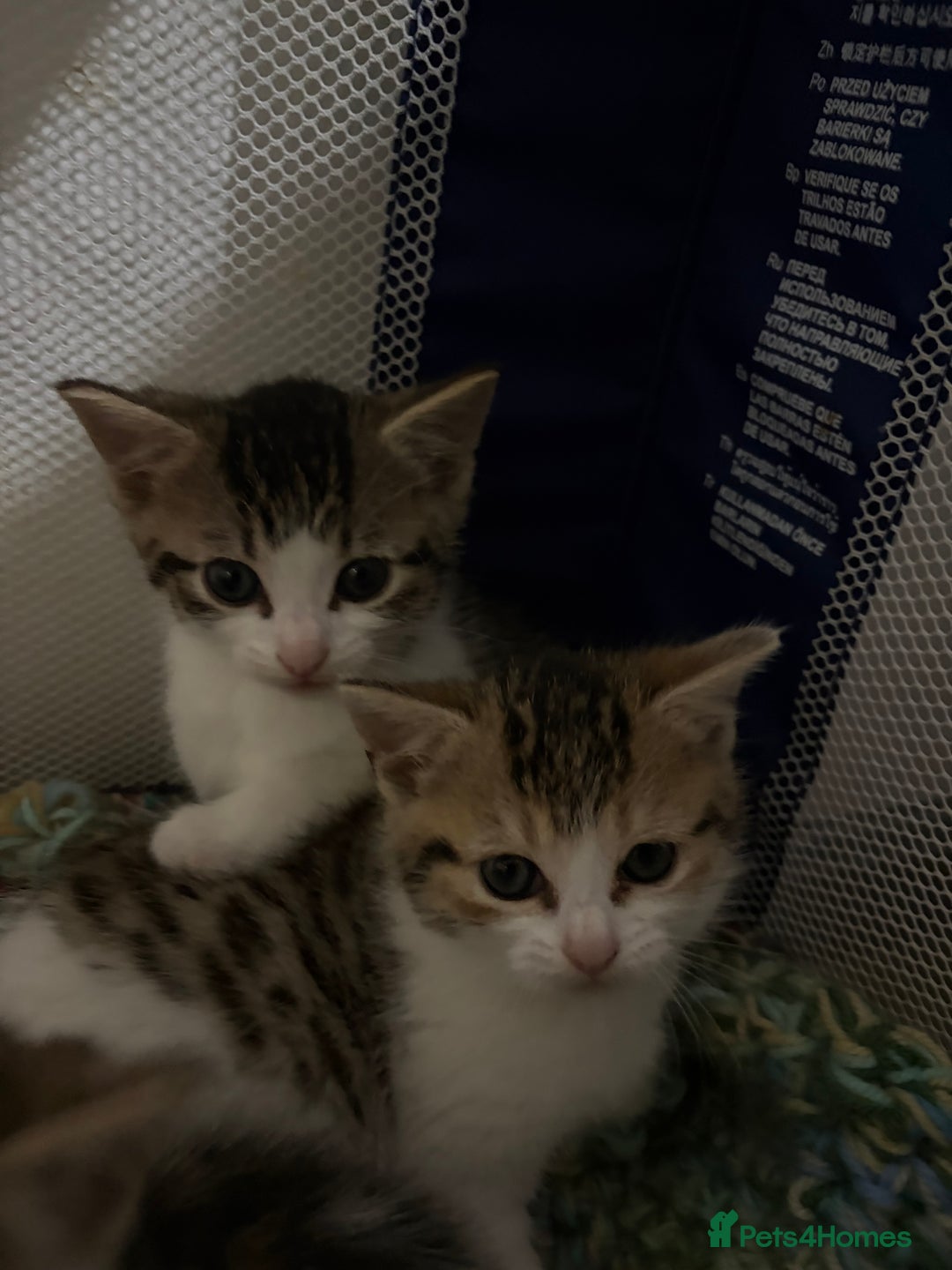 Mixed Breed cats for sale: 5 kittens needing loving home  - Advert 8