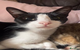 Arabian Mau cats for adoption: Messy boy  - Image 1