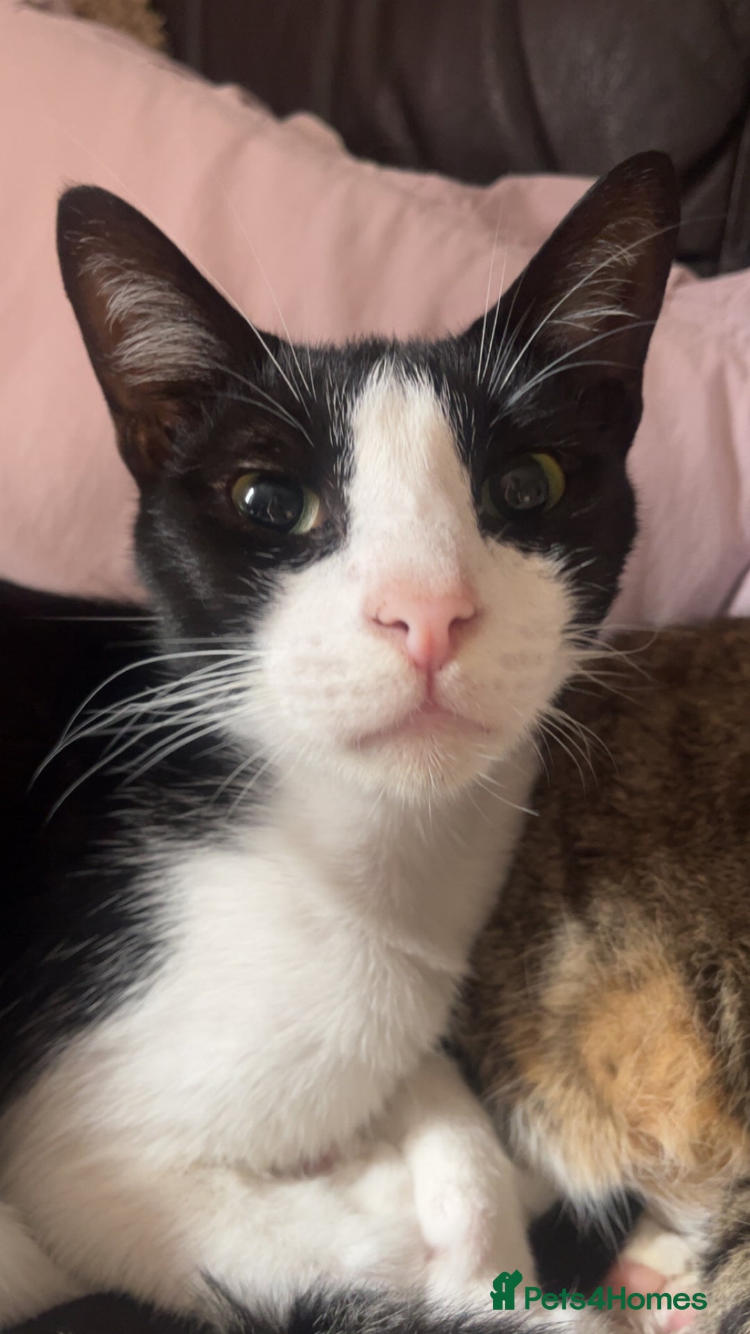 Arabian Mau cats for adoption: Messy boy  - Image 1