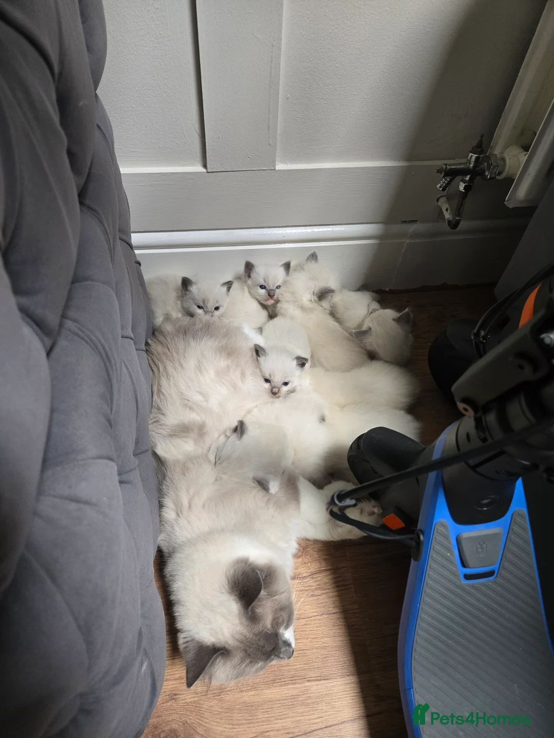 Ragdoll cats for sale: Beautiful bluepoint ragdoll kittens - Advert 2
