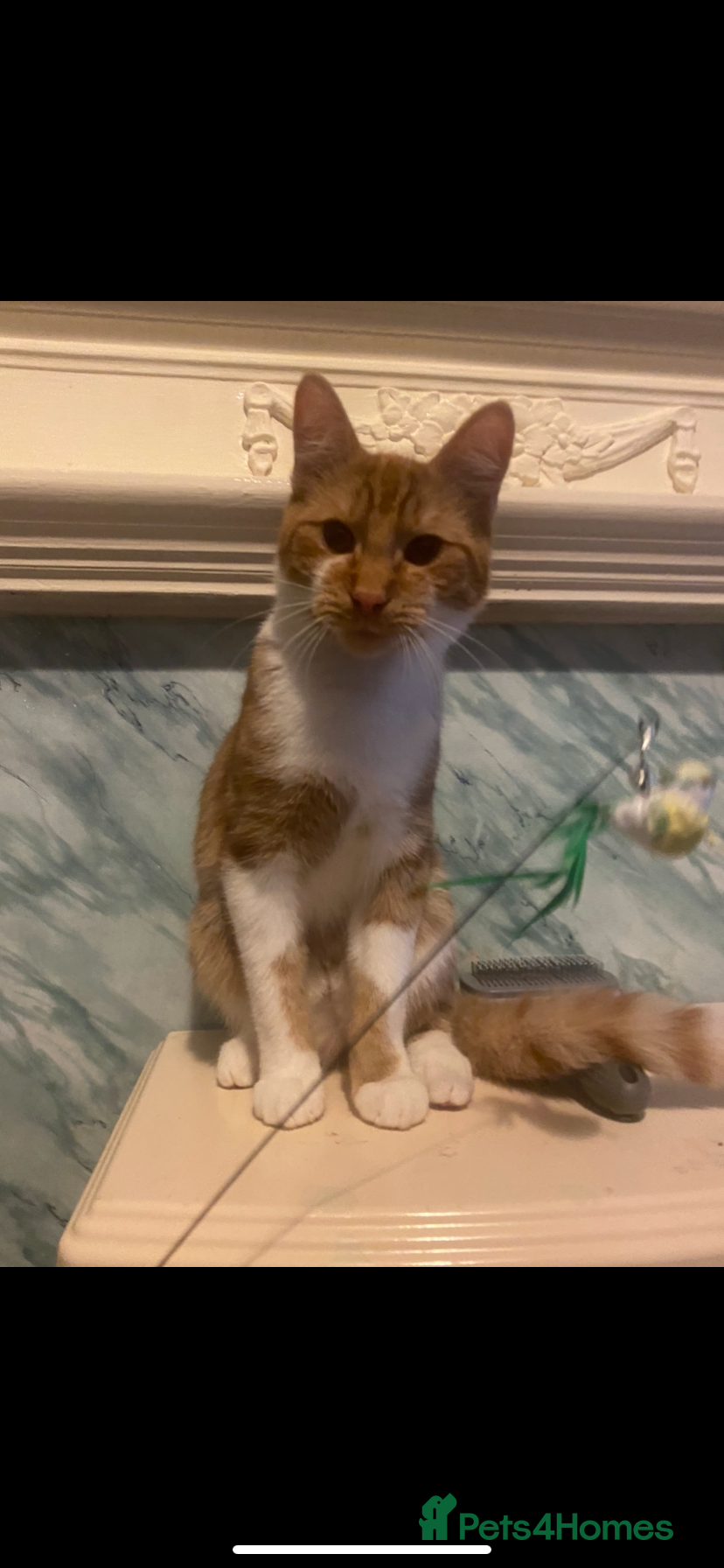 Mixed Breed cats 11 month old ginger male cat - Advert 2