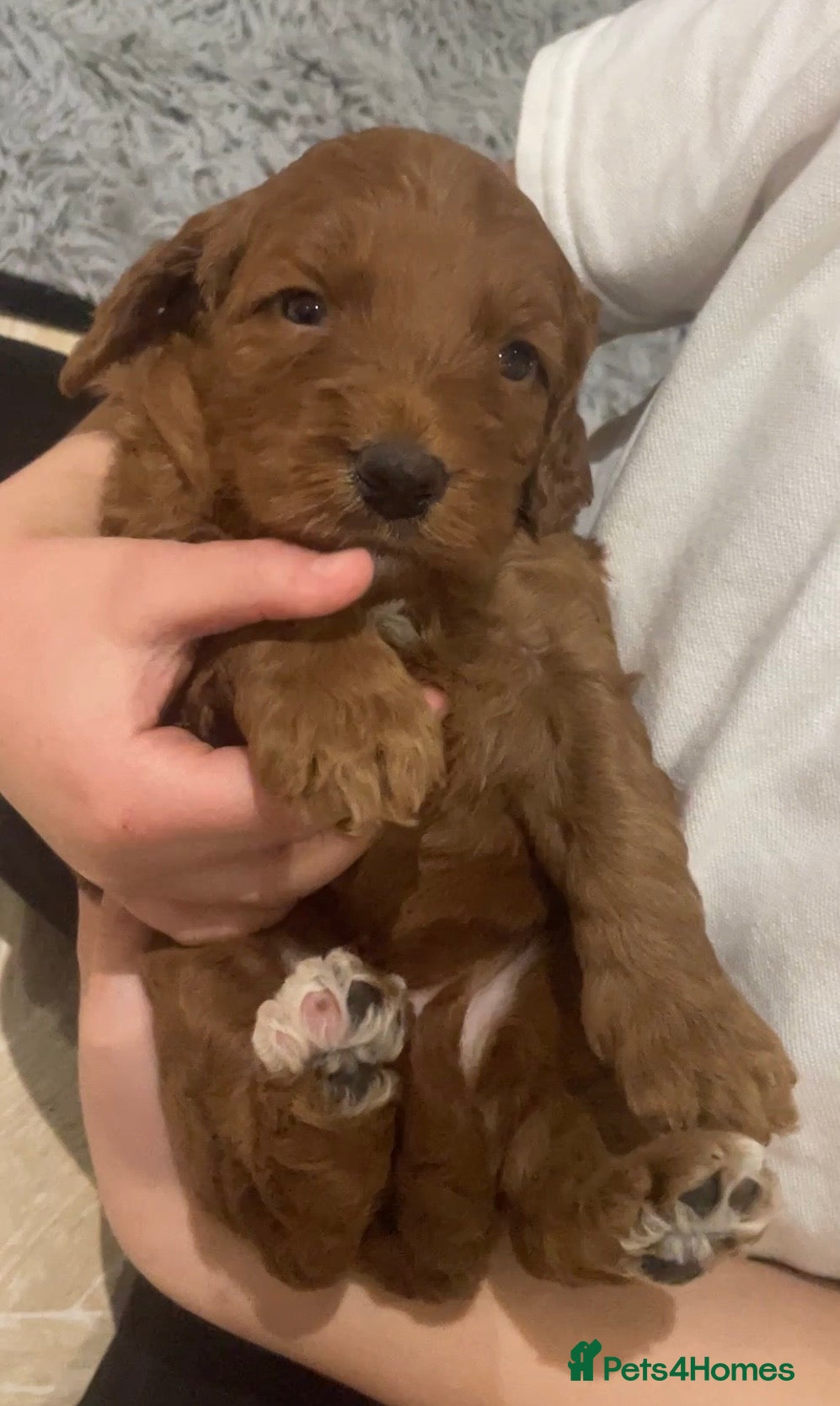 Cockapoo dogs 5⭐️ Red F1 cockapoo pups. Clear genetics - Advert 1