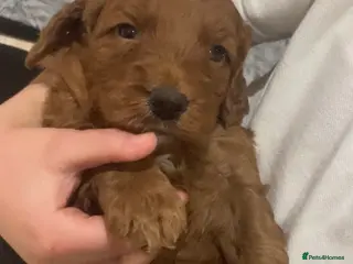 Cockapoo dogs 5⭐️ Red F1 cockapoo pups. Clear genetics - Advert 1