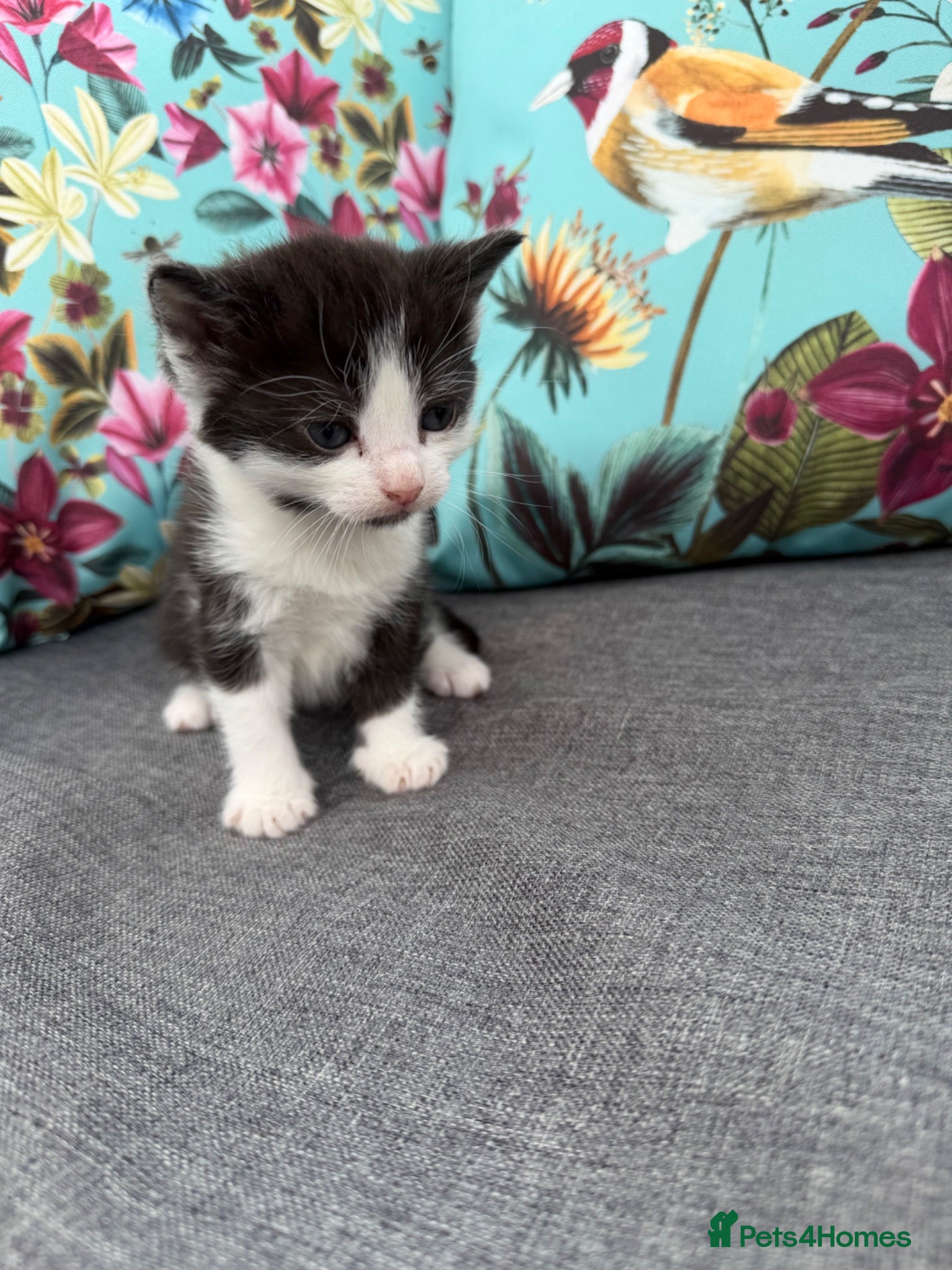 Mixed Breed cats Kittens for sale - Advert 5