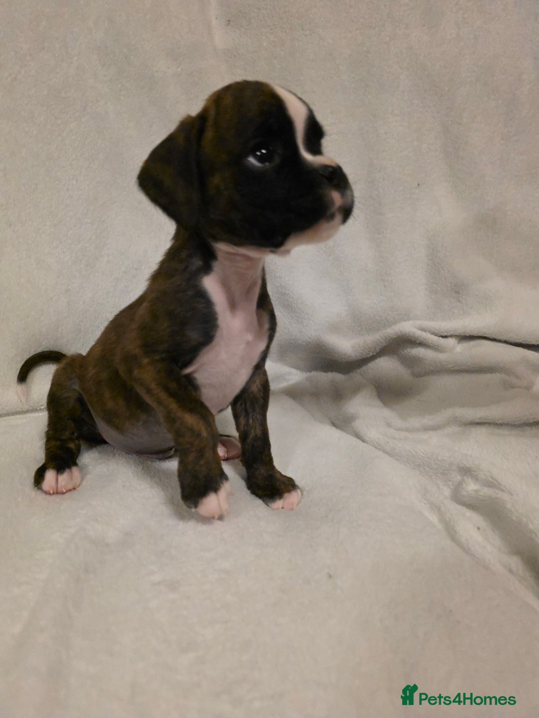 Boxer dogs for sale: Part European quality KC Reg Boxers - Advert 19
