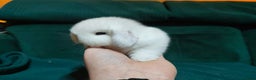 Mini Lop rabbits for sale: 2 stunning mini lops for reserve  - Advert 7