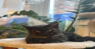 Maine Coon cats in Greenford - Advert 7
