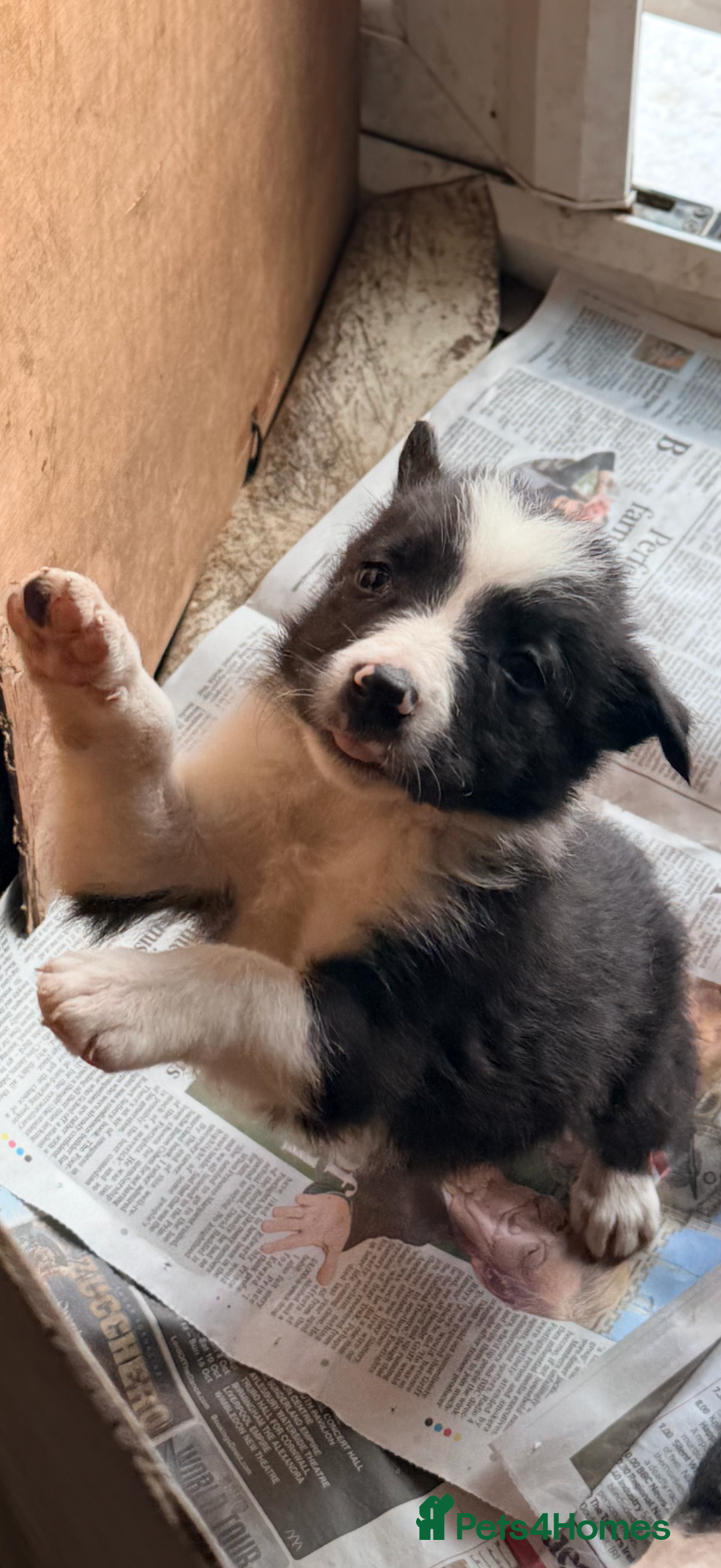 Border Collie dogs Border Collie Pups  - Advert 6