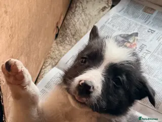 Border Collie dogs Border Collie Pups - Advert 6