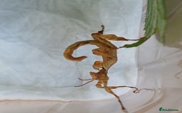Stick Insects invertebrates for sale: Macleays Spectres  - Image 4