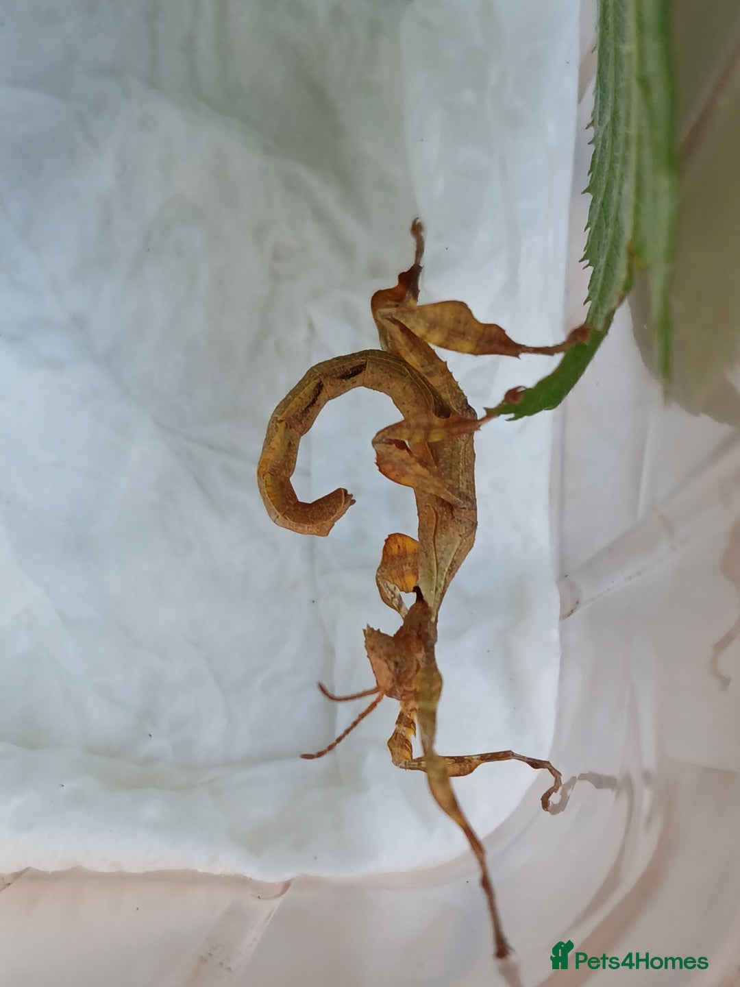 Stick Insects invertebrates for sale: Macleays Spectres  - Image 4