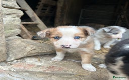 Border Collie dogs for sale: Border collie pups - Image 6