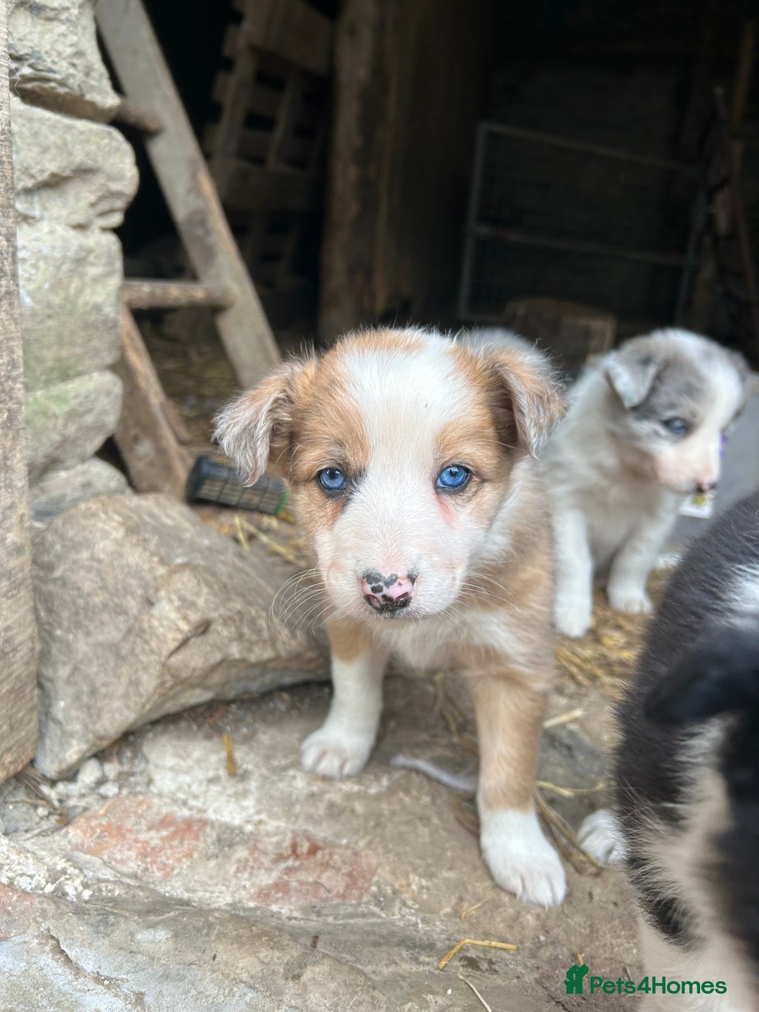 Border Collie dogs for sale: Border collie pups - Image 6