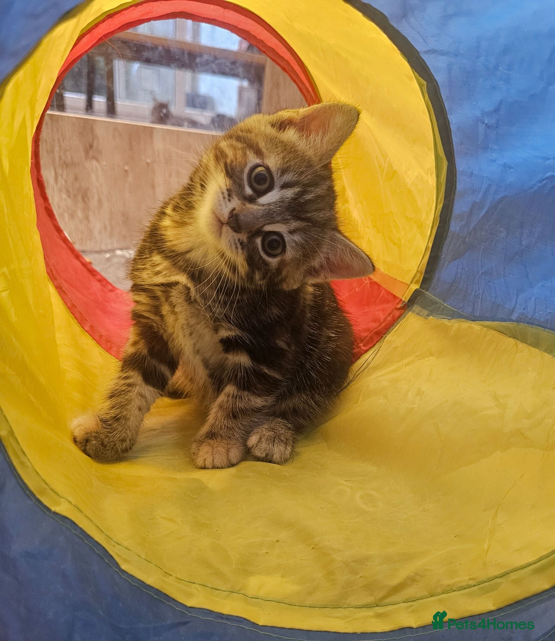 Mixed Breed cats Stunning Long Haired Kittens, rare colours🐾 💗 - Advert 1