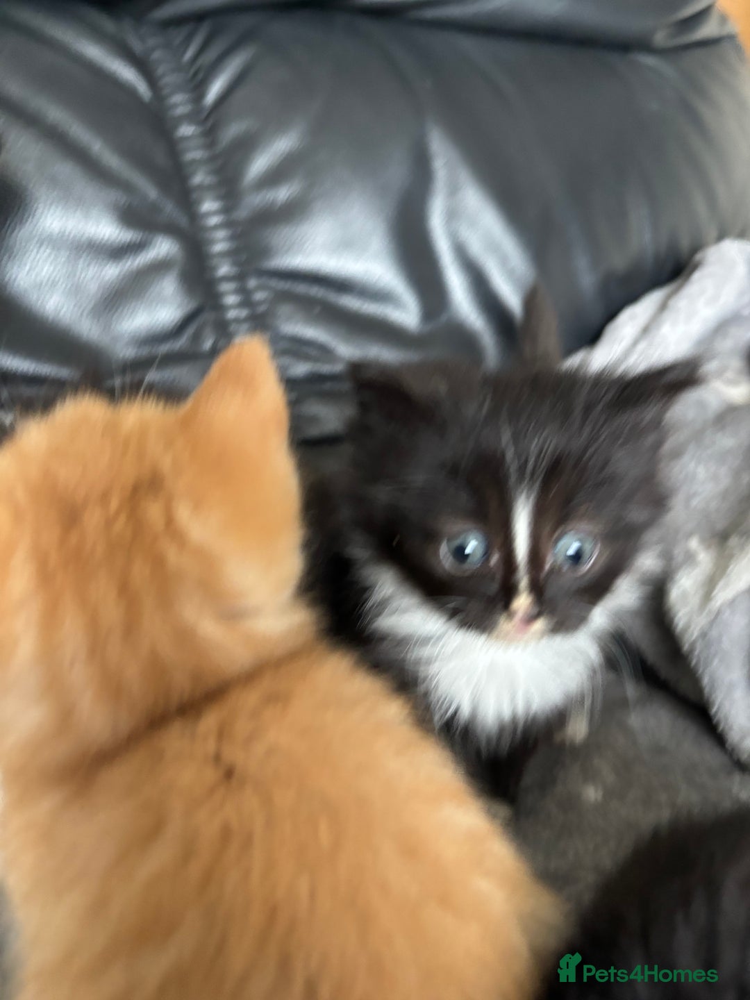 Mixed Breed cats for sale: sweet, cute kitten (Bsh X persian)  - Image 2